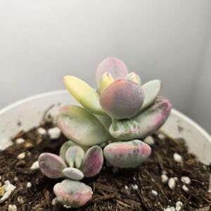 Colorful Succulent Cotiledon Variegated Plant in White Pot 4"